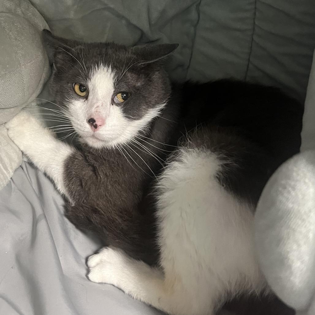 Enlarge Astronomer, a Adoptable Domestic Short Hair in Edwardsville, IL image 1/6