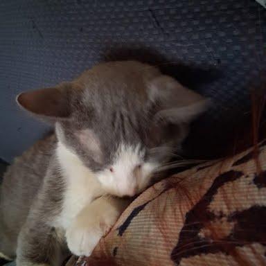 Enlarge Astronomer, a Adoptable Domestic Short Hair in Edwardsville, IL image 3/6