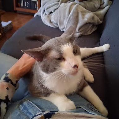 Enlarge Astronomer, a Adoptable Domestic Short Hair in Edwardsville, IL image 4/6