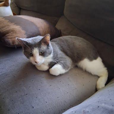 Enlarge Astronomer, a Adoptable Domestic Short Hair in Edwardsville, IL image 5/6