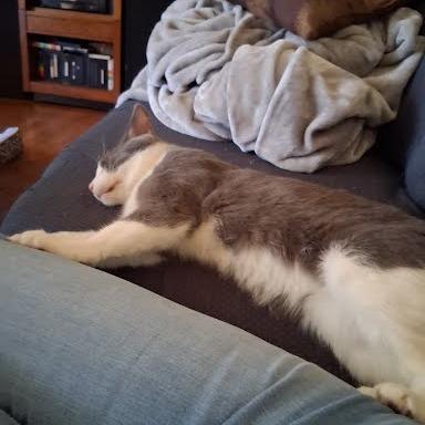 Enlarge Astronomer, a Adoptable Domestic Short Hair in Edwardsville, IL image 6/6