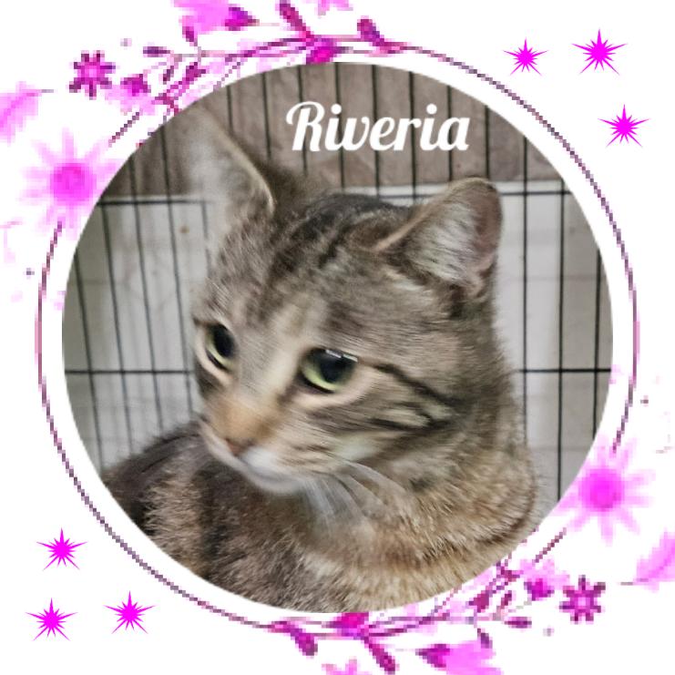 Riveria, Young Female Domestic Short Hair