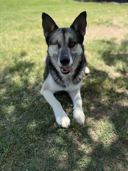 Winky, Adoptable, Adult Male Mixed Breed & Mixed Breed.
