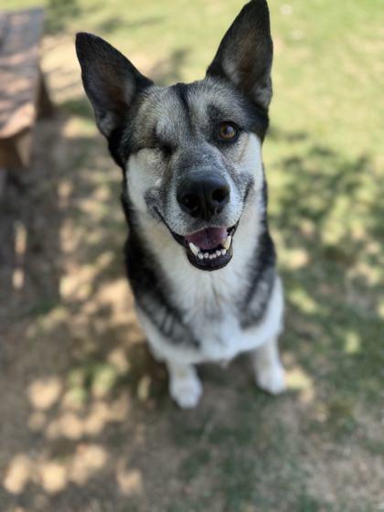 Winky, a Adoptable mixed breed in Memphis, TN image 2/3