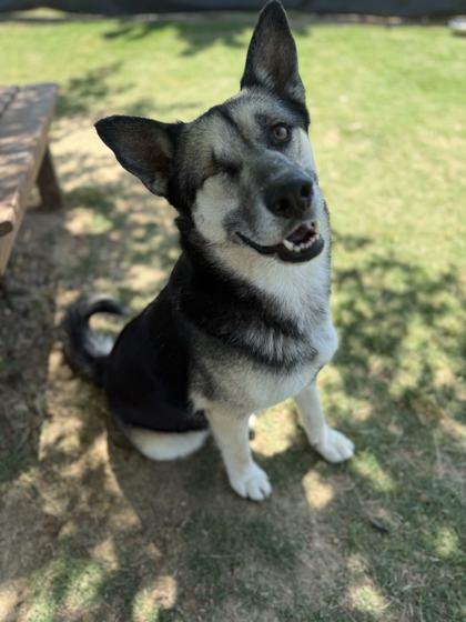 Winky, a Adoptable mixed breed in Memphis, TN image 3/3