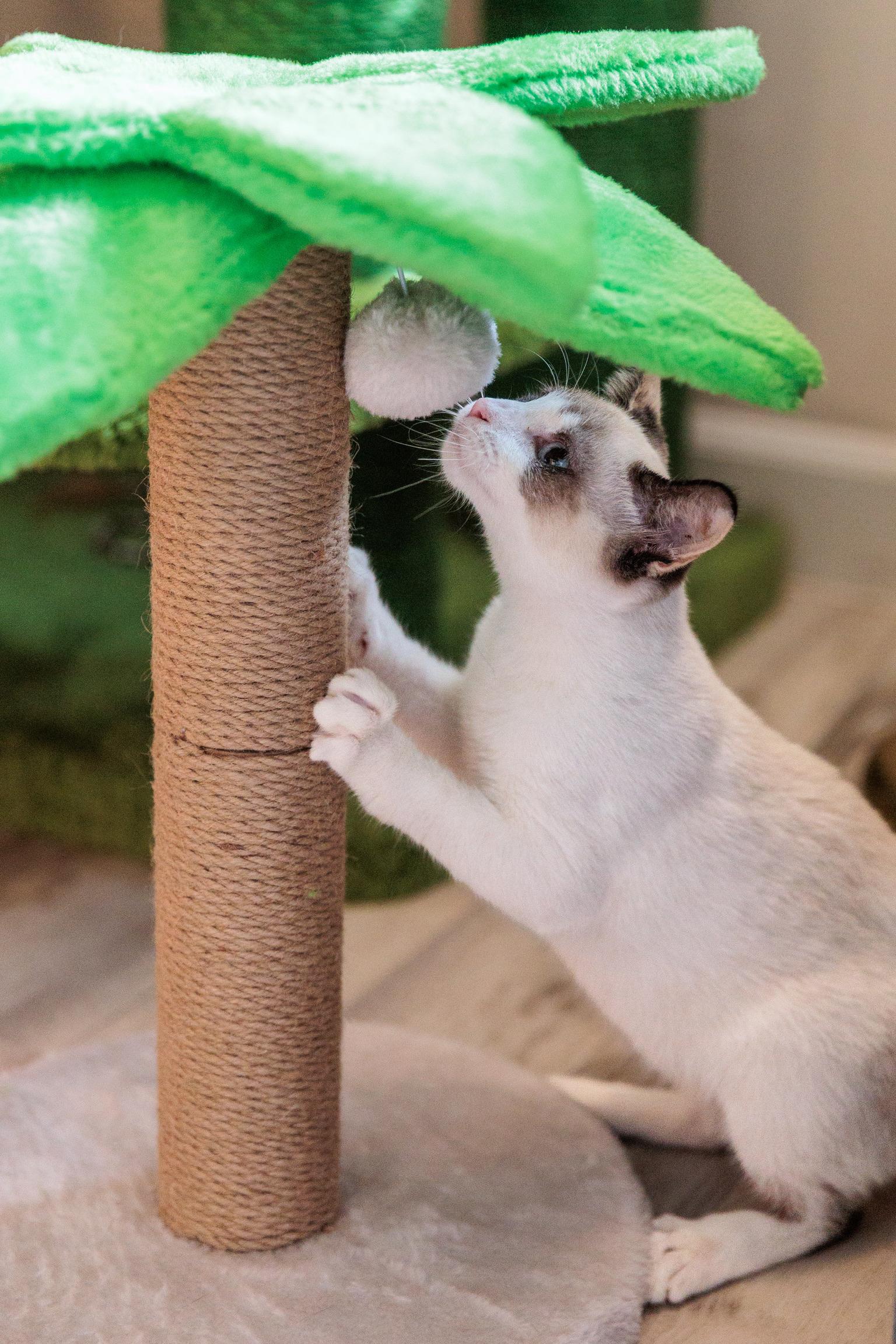 Flurry, an adopted mixed breed in Gainesville, VA image 5/6
