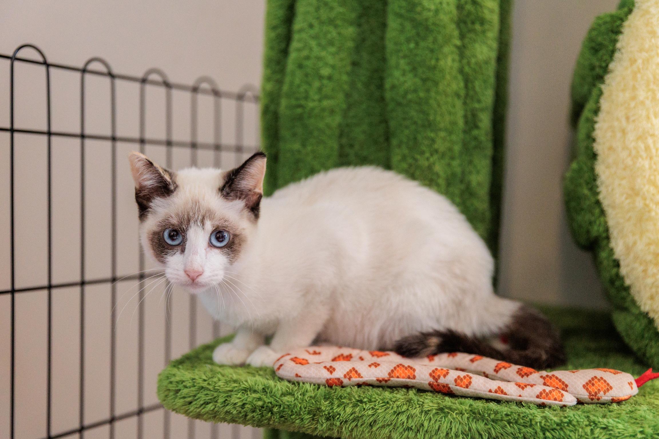 Flurry, an adopted mixed breed in Gainesville, VA image 6/6
