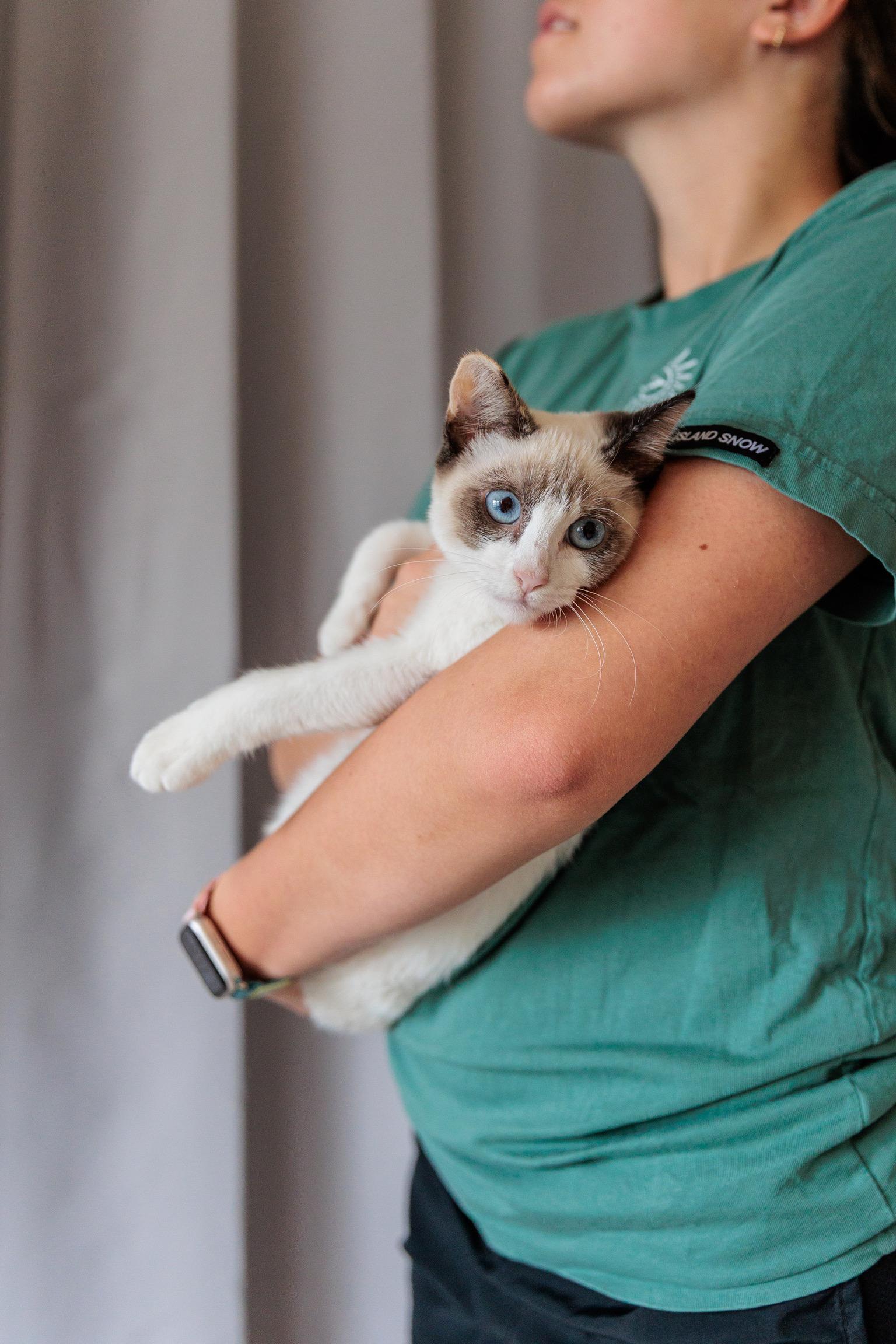 Flurry, adopted, Young Female Siamese & Snowshoe.