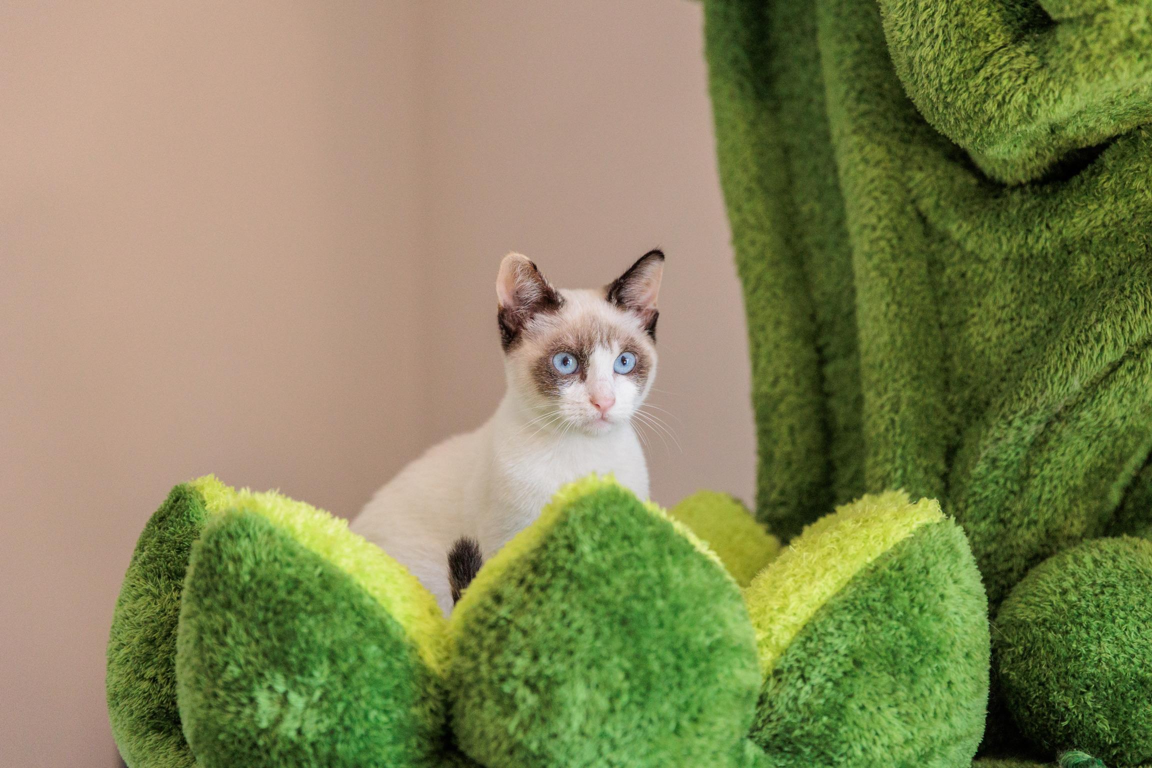 Flurry, an adopted mixed breed in Gainesville, VA image 2/6