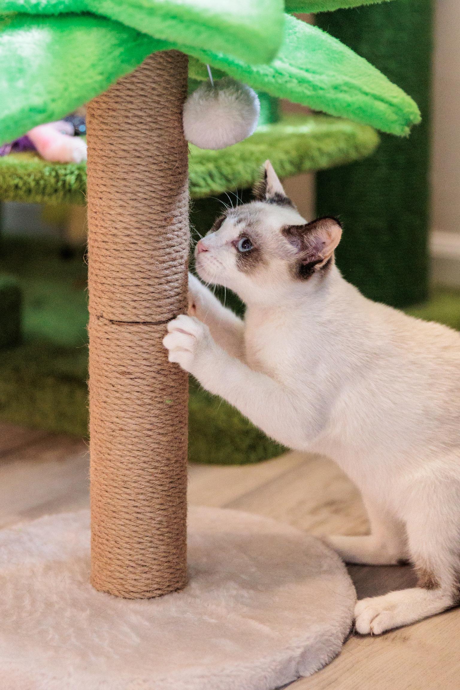 Flurry, an adopted mixed breed in Gainesville, VA image 3/6