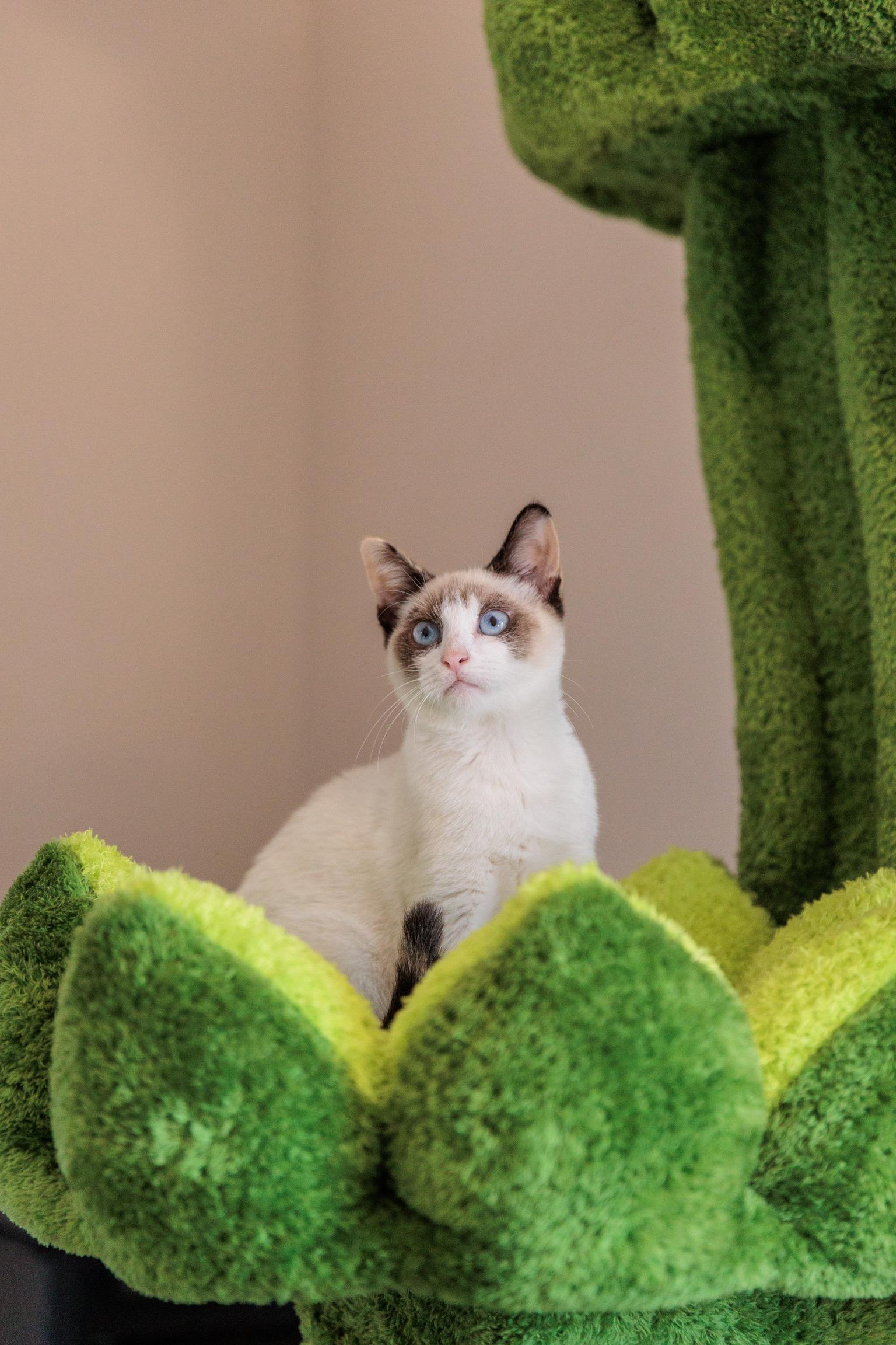 Flurry, an adopted mixed breed in Gainesville, VA image 4/6