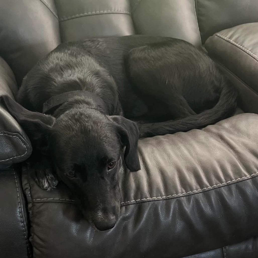 Bailey, Adoptable, Young Male Black Labrador Retriever.