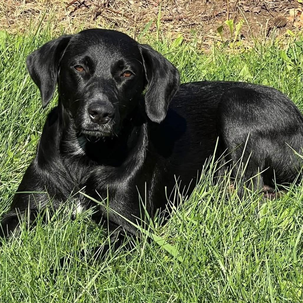 Enlarge Bailey, a Adoptable Black Labrador Retriever in Kokomo, IN image 2/6