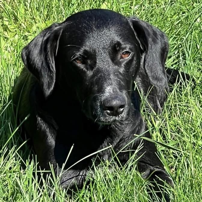 Enlarge Bailey, a Adoptable Black Labrador Retriever in Kokomo, IN image 3/6