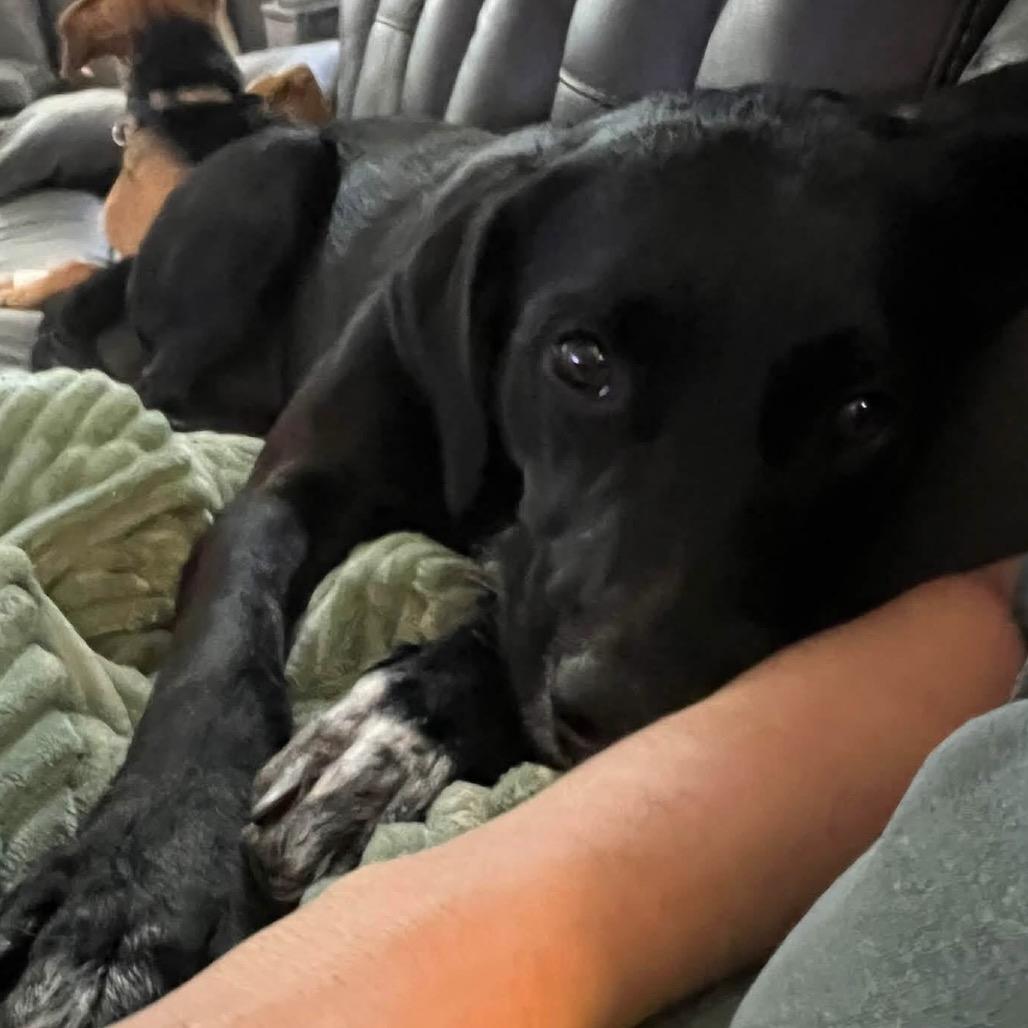 Enlarge Bailey, a Adoptable Black Labrador Retriever in Kokomo, IN image 4/6