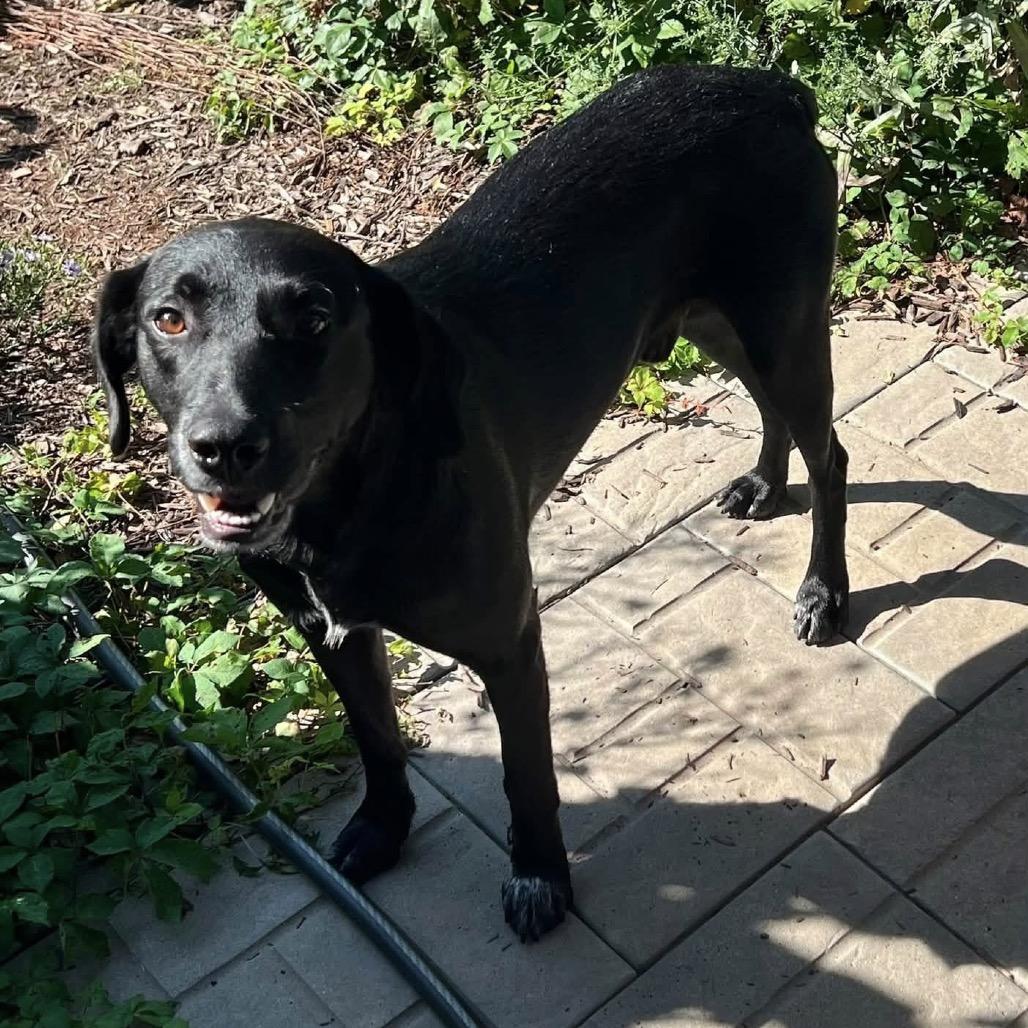 Enlarge Bailey, a Adoptable Black Labrador Retriever in Kokomo, IN image 5/6