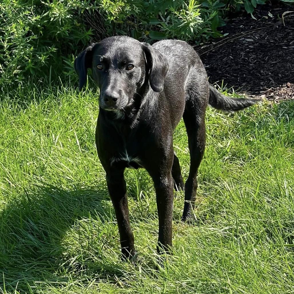 Enlarge Bailey, a Adoptable Black Labrador Retriever in Kokomo, IN image 6/6