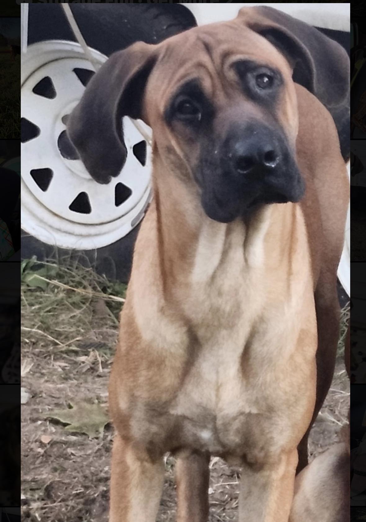 Enlarge Duke , a ADOPTABLE mixed breed in Williamston, SC image 1/1