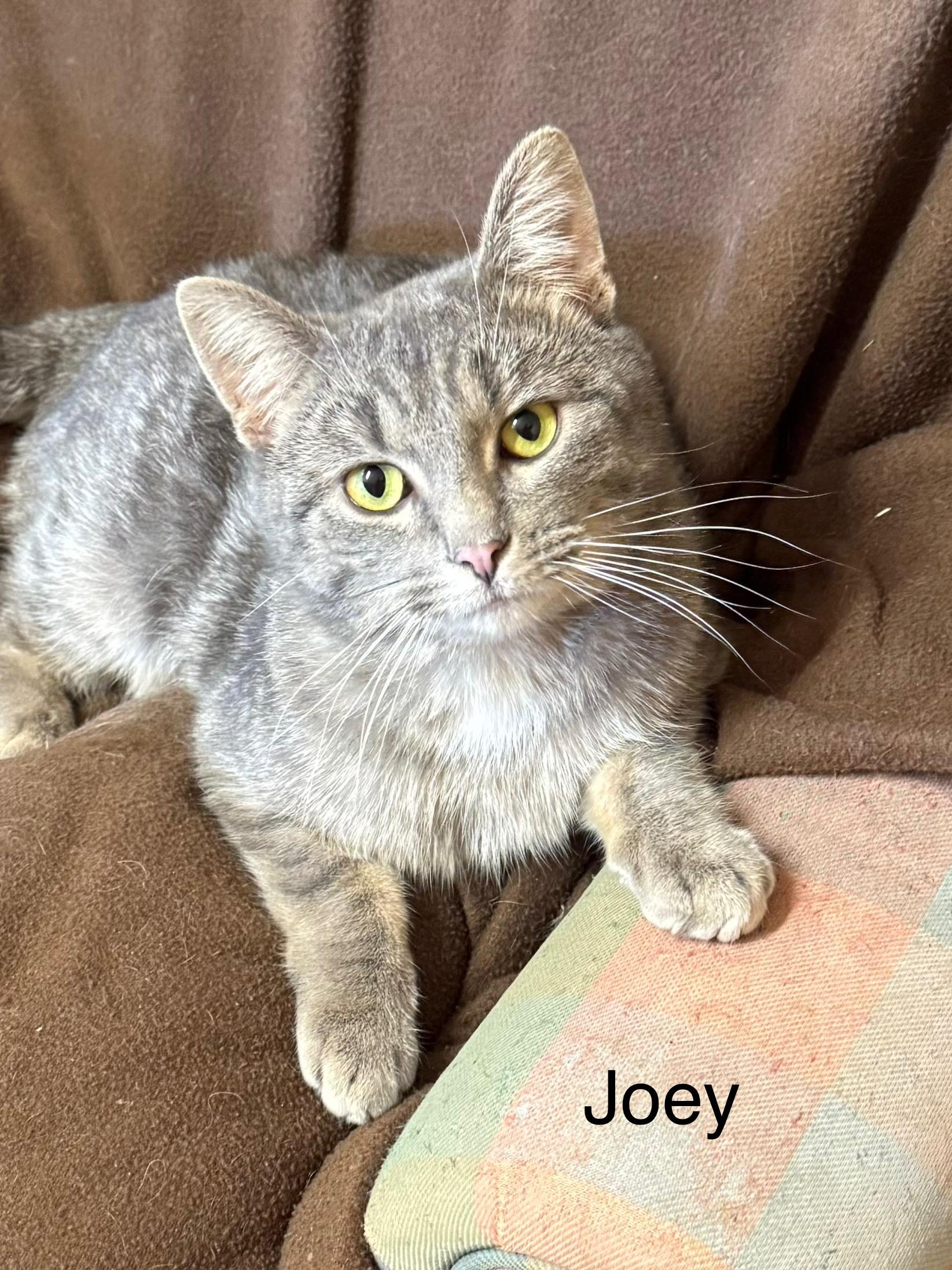 Joey, a ADOPTABLE Tabby in Ludington, MI image 3/4