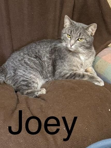 Joey, a ADOPTABLE Tabby in Ludington, MI image 4/4