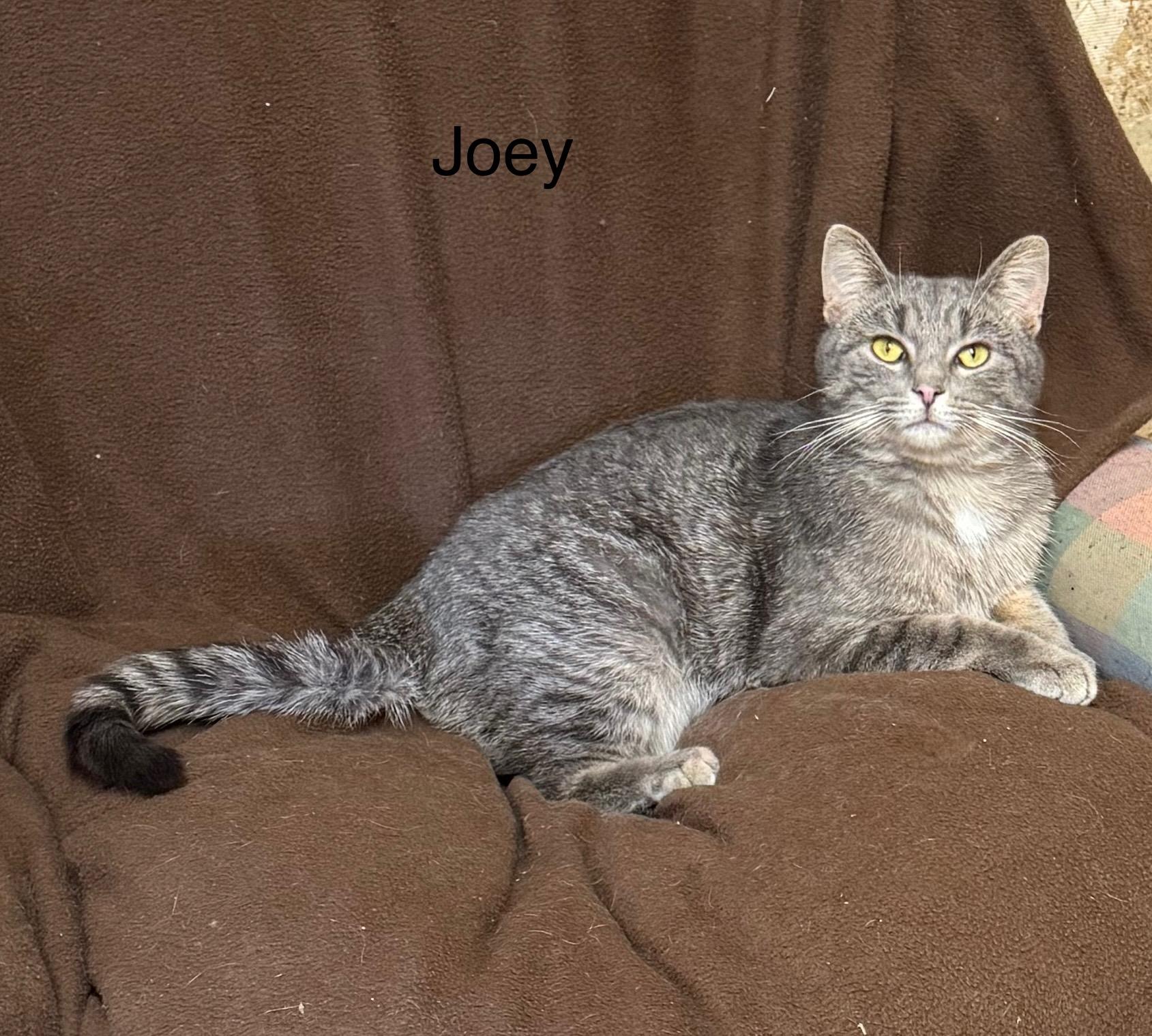 Joey, a ADOPTABLE Tabby in Ludington, MI image 2/4