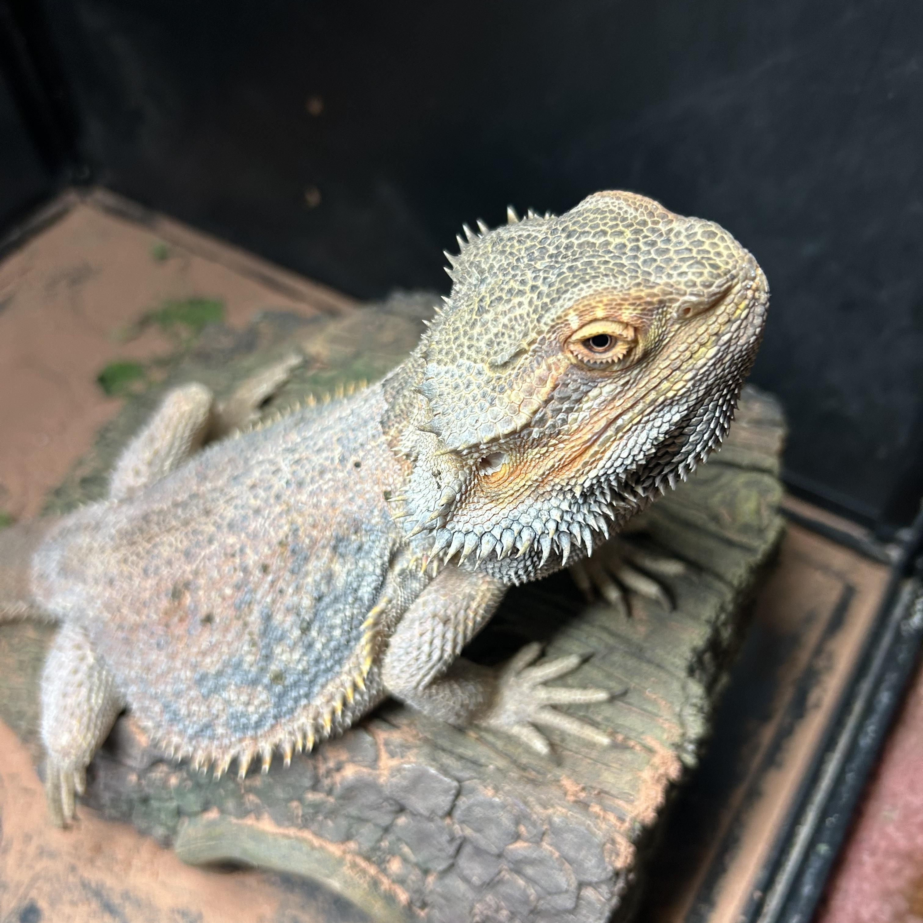 Alfred Bearded Dragon, a Adoptable Bearded Dragon in Concord, CA image 1/2