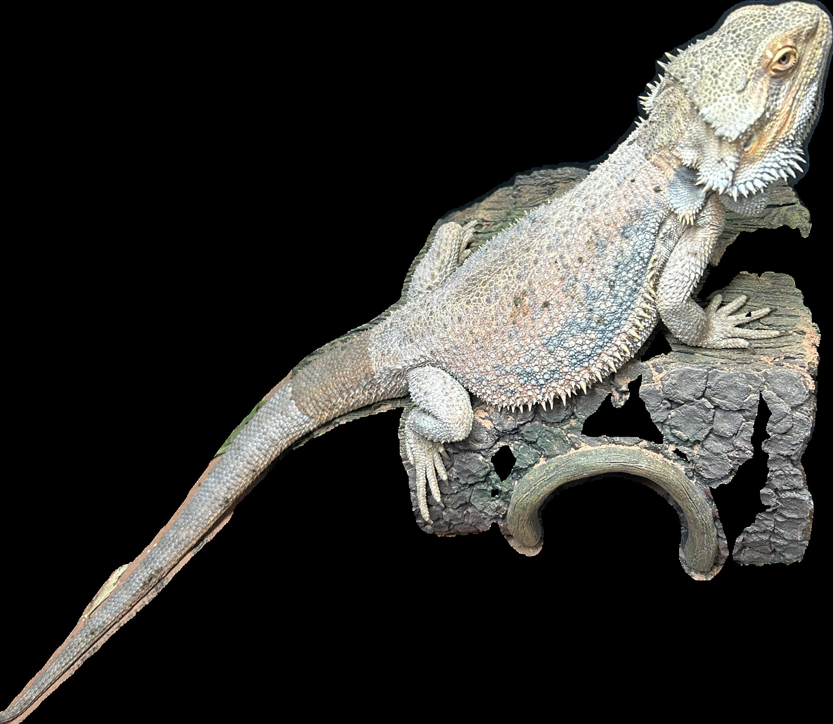 Alfred Bearded Dragon, a Adoptable Bearded Dragon in Concord, CA image 2/2