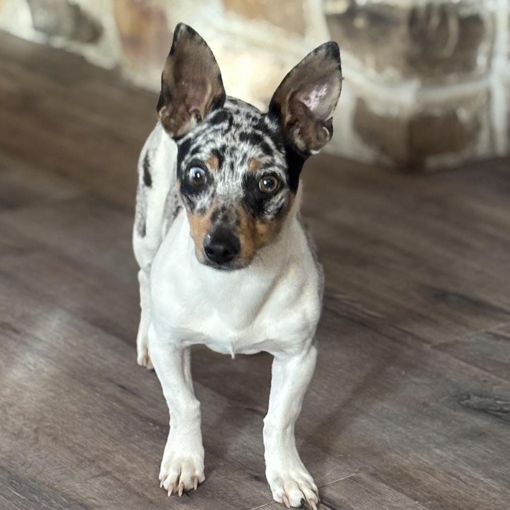 Enlarge Howie, a Adoptable mixed breed in Kim, CO image 1/1