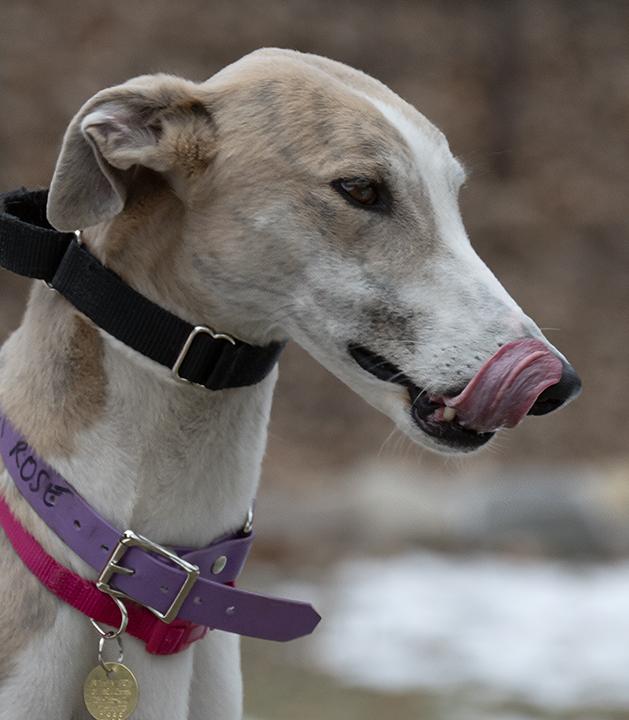 Ginger Rose, Adoptable, Adult Female Greyhound.