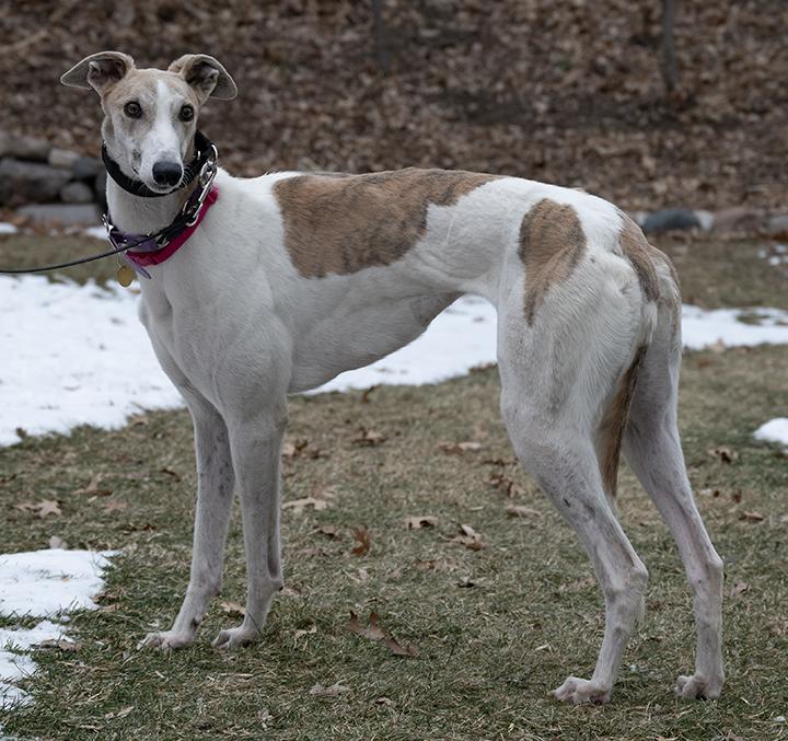 Enlarge Ginger Rose, a Adoptable Greyhound in Minneapolis, MN image 2/3