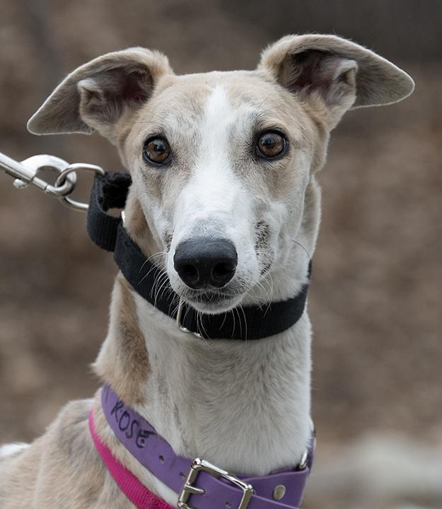 Enlarge Ginger Rose, a Adoptable Greyhound in Minneapolis, MN image 3/3