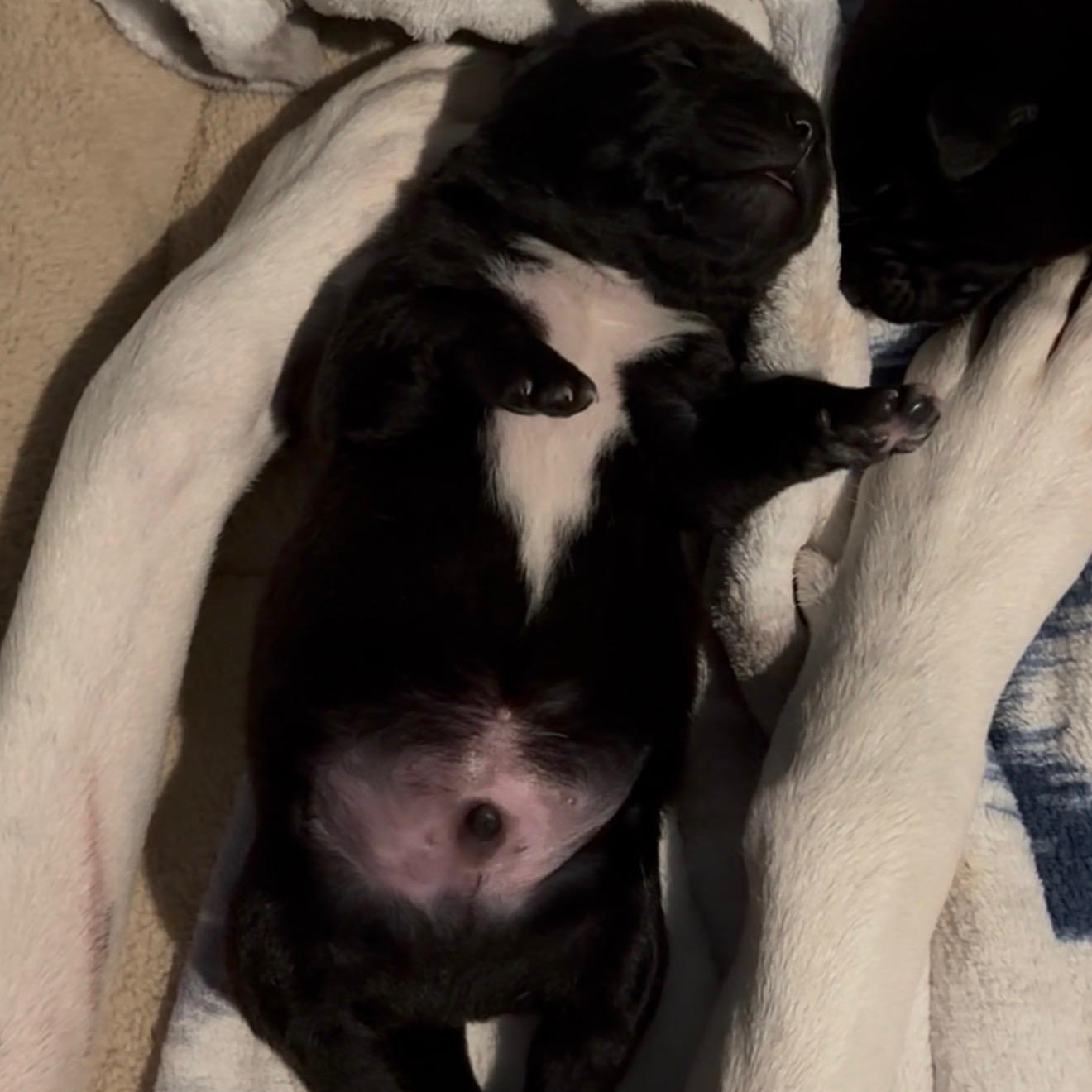 Enlarge Vader, an adopted mixed breed in Portland, OR image 5/6