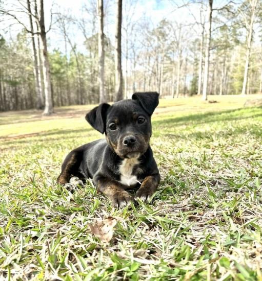 Figs, an adopted Mixed Breed in Atlanta, GA_image-1