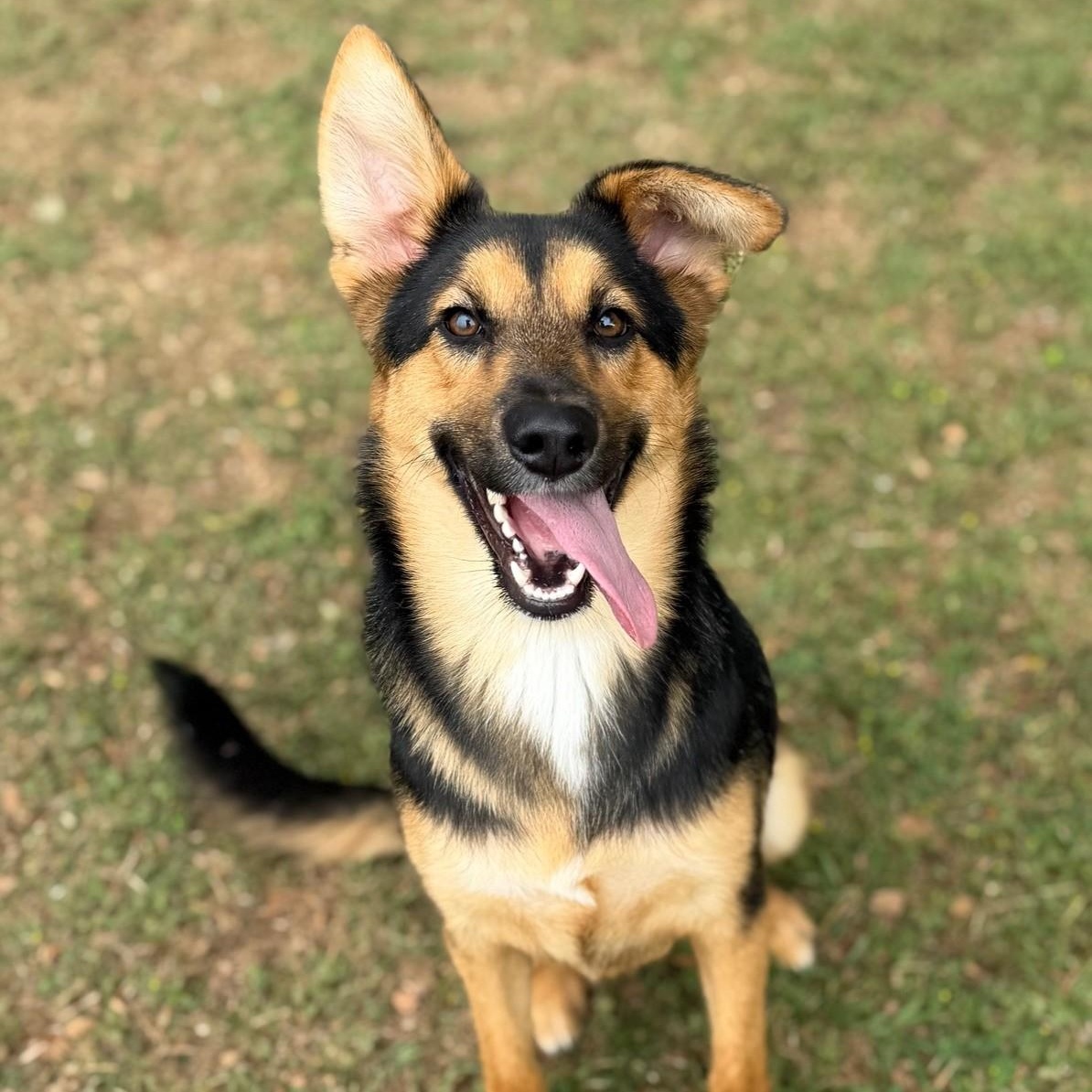 Enlarge Susie, an adopted mixed breed in Summerdale, AL image 1/1