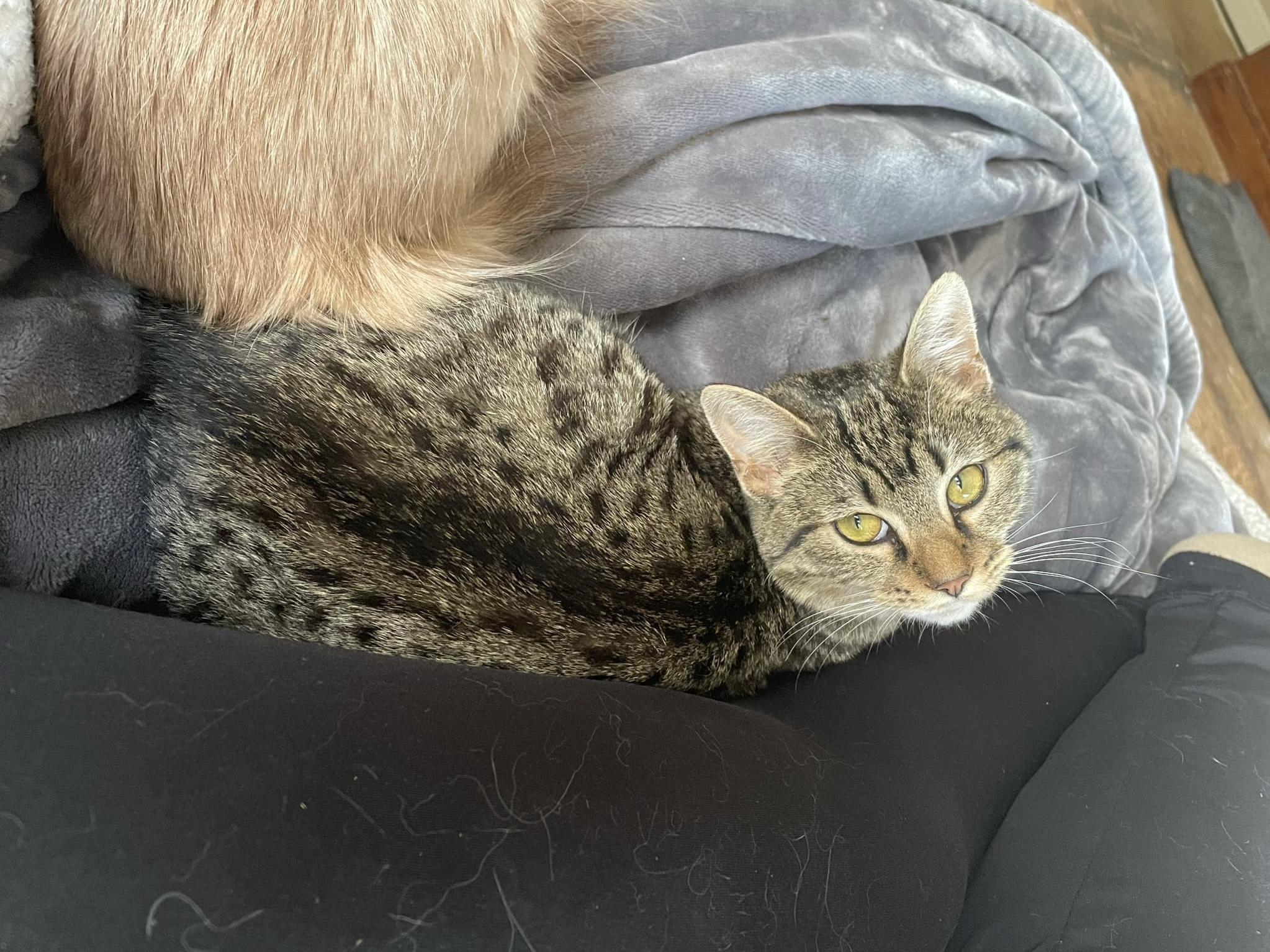 CLEO, a Adoptable mixed breed in Palmdale, CA image 3/5