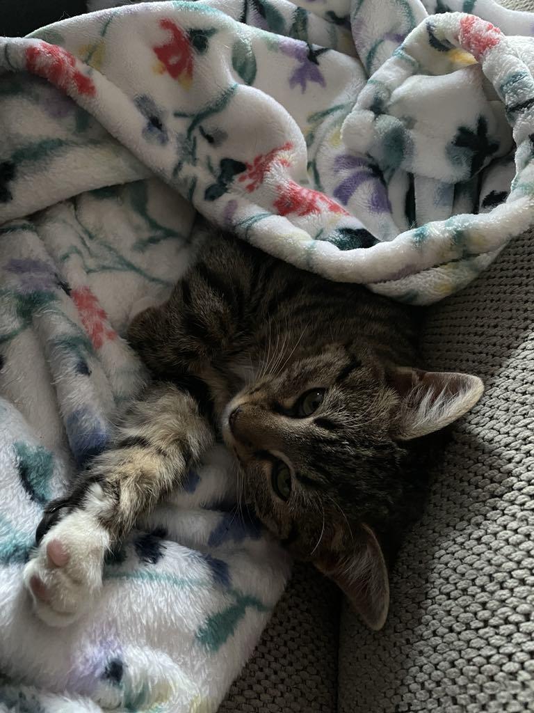 CLEO, a Adoptable mixed breed in Palmdale, CA image 4/5