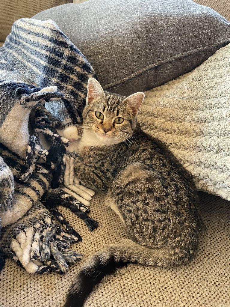 CLEO, Adoptable, Kitten Female Maine Coon & Tabby.