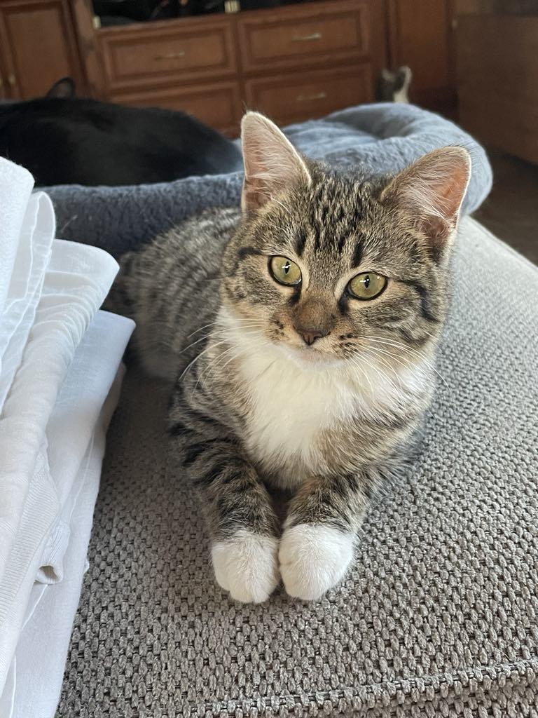 CLEO, a Adoptable mixed breed in Palmdale, CA image 5/5