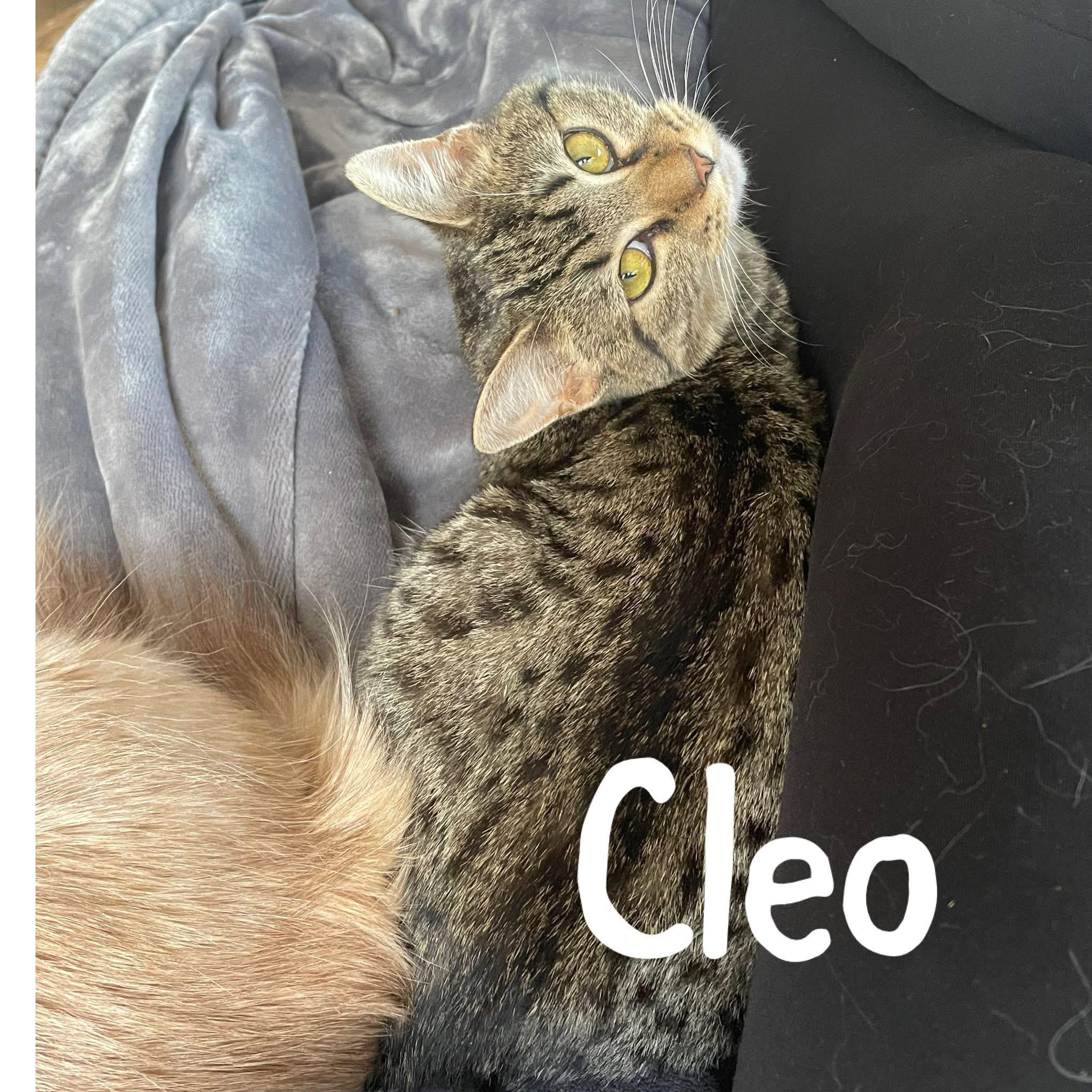 CLEO, a Adoptable mixed breed in Palmdale, CA image 2/5