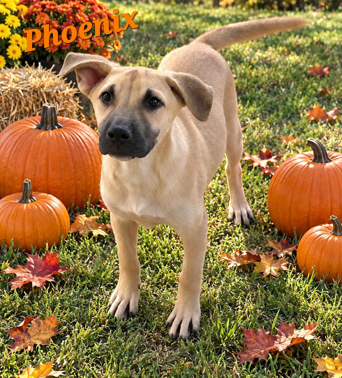 Phoenix, Adoptable, Puppy Female Labrador Retriever & Black Mouth Cur.