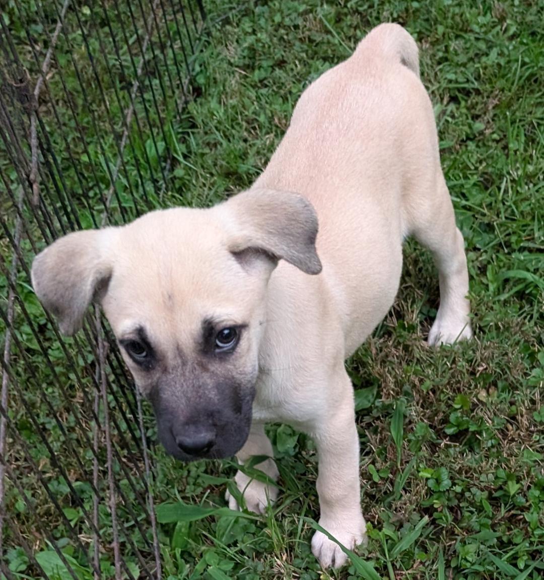 Enlarge Phoenix, a Adoptable mixed breed in Watertown, CT image 5/6