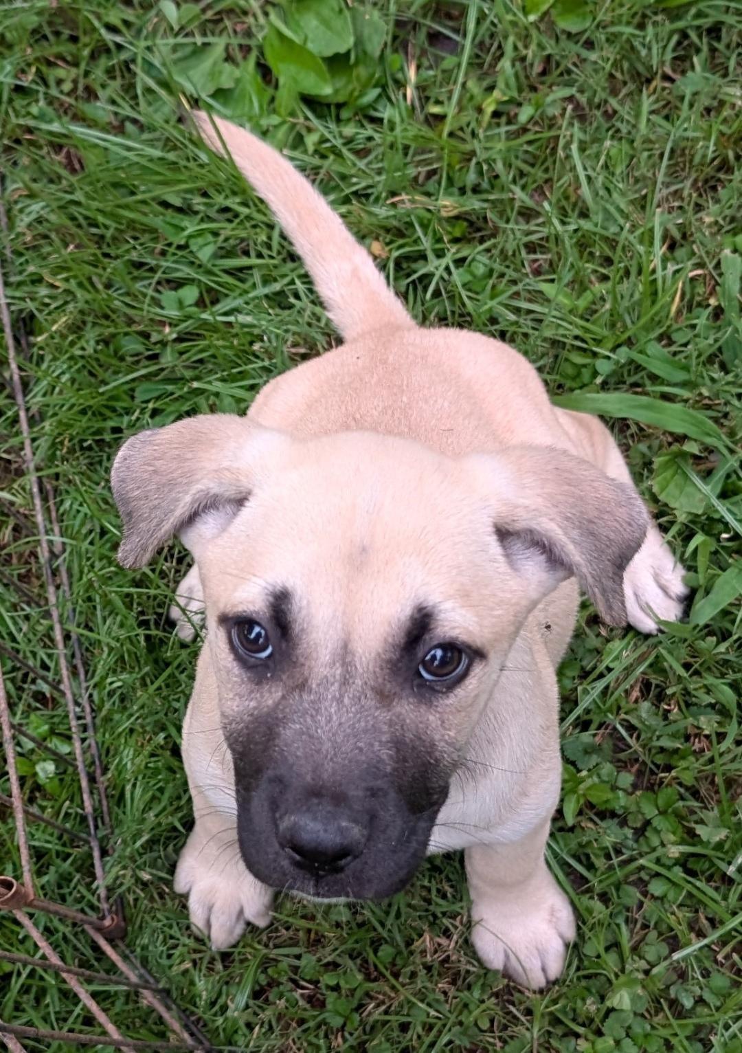 Enlarge Phoenix, a Adoptable mixed breed in Watertown, CT image 2/6