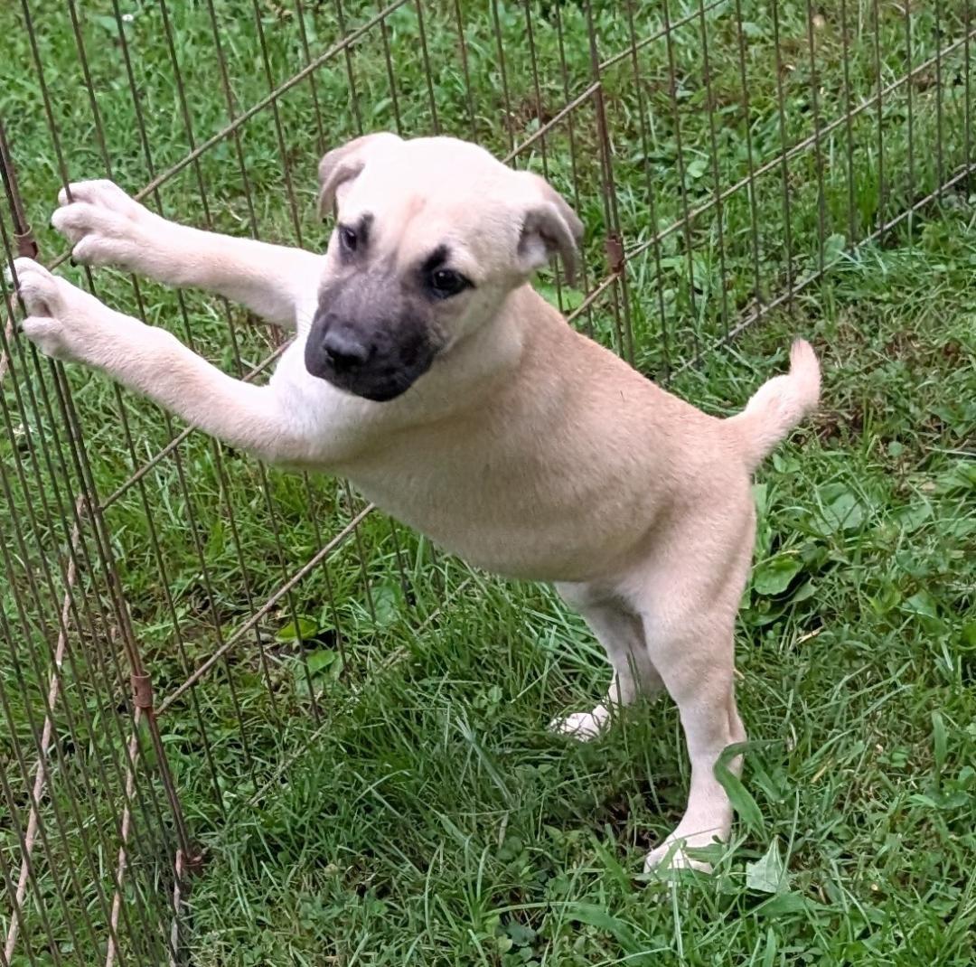 Enlarge Phoenix, a Adoptable mixed breed in Watertown, CT image 4/6