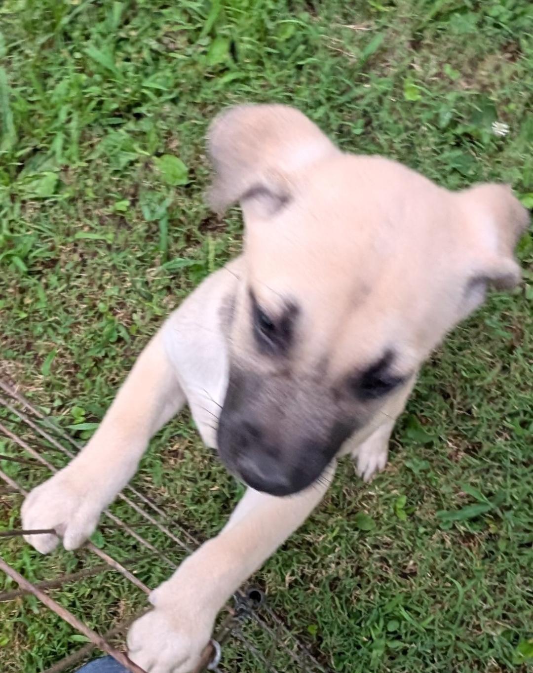Enlarge Phoenix, a Adoptable mixed breed in Watertown, CT image 6/6