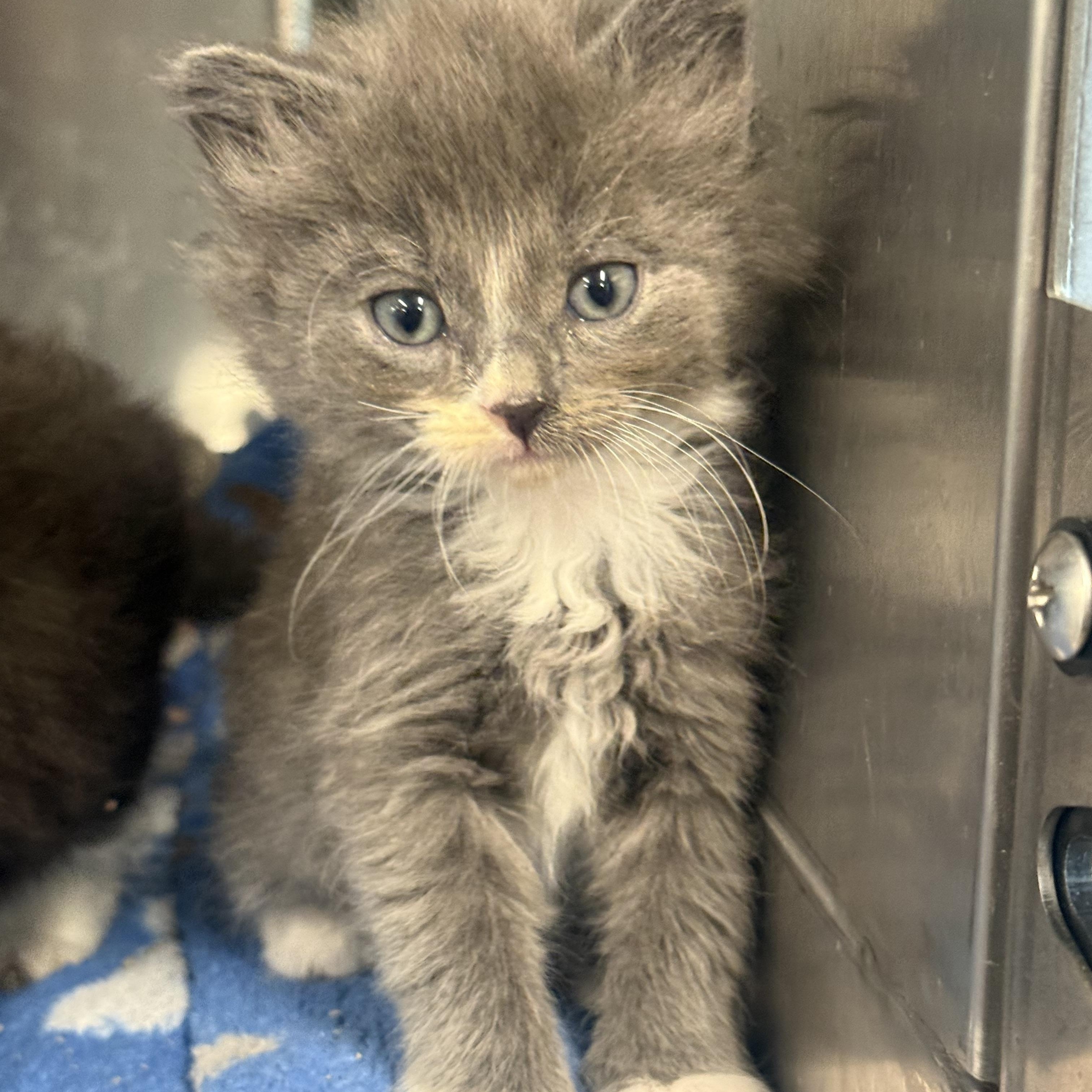 Enlarge Phoebe, a Adopted Domestic Long Hair in Medinah, IL image 1/1