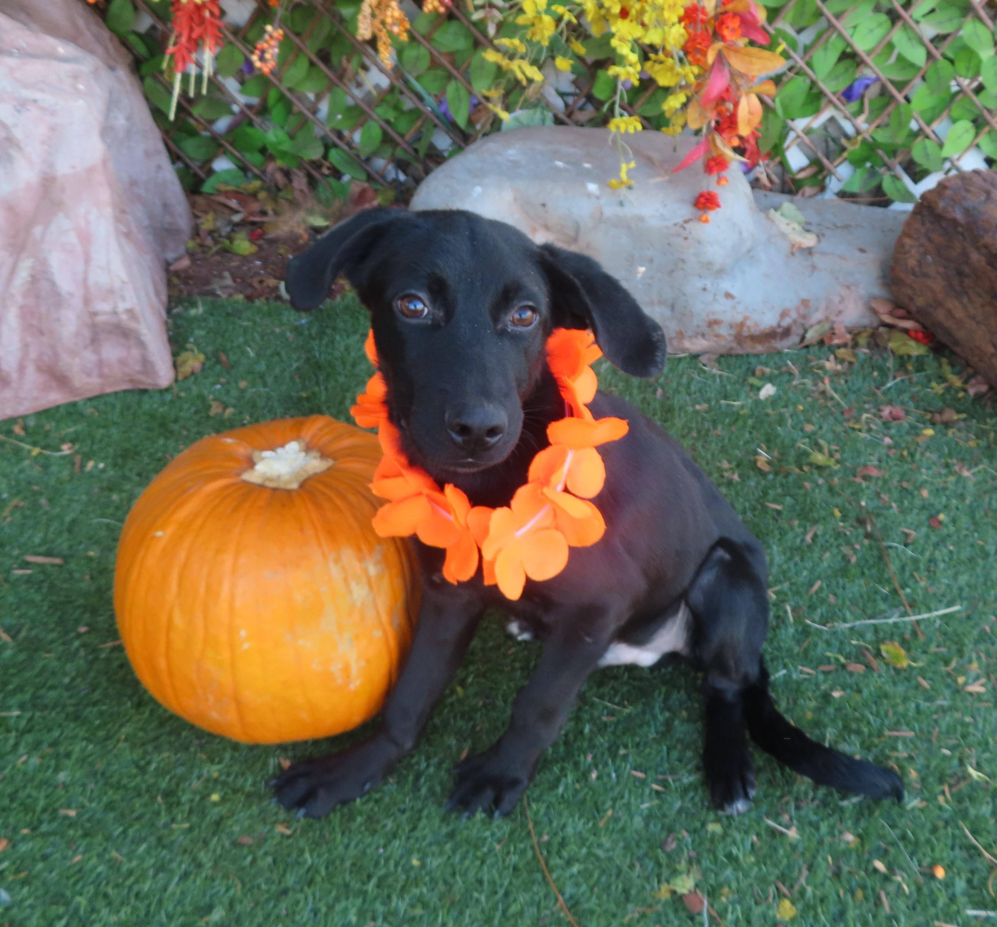 BOO 463649 LovableLabPUP!