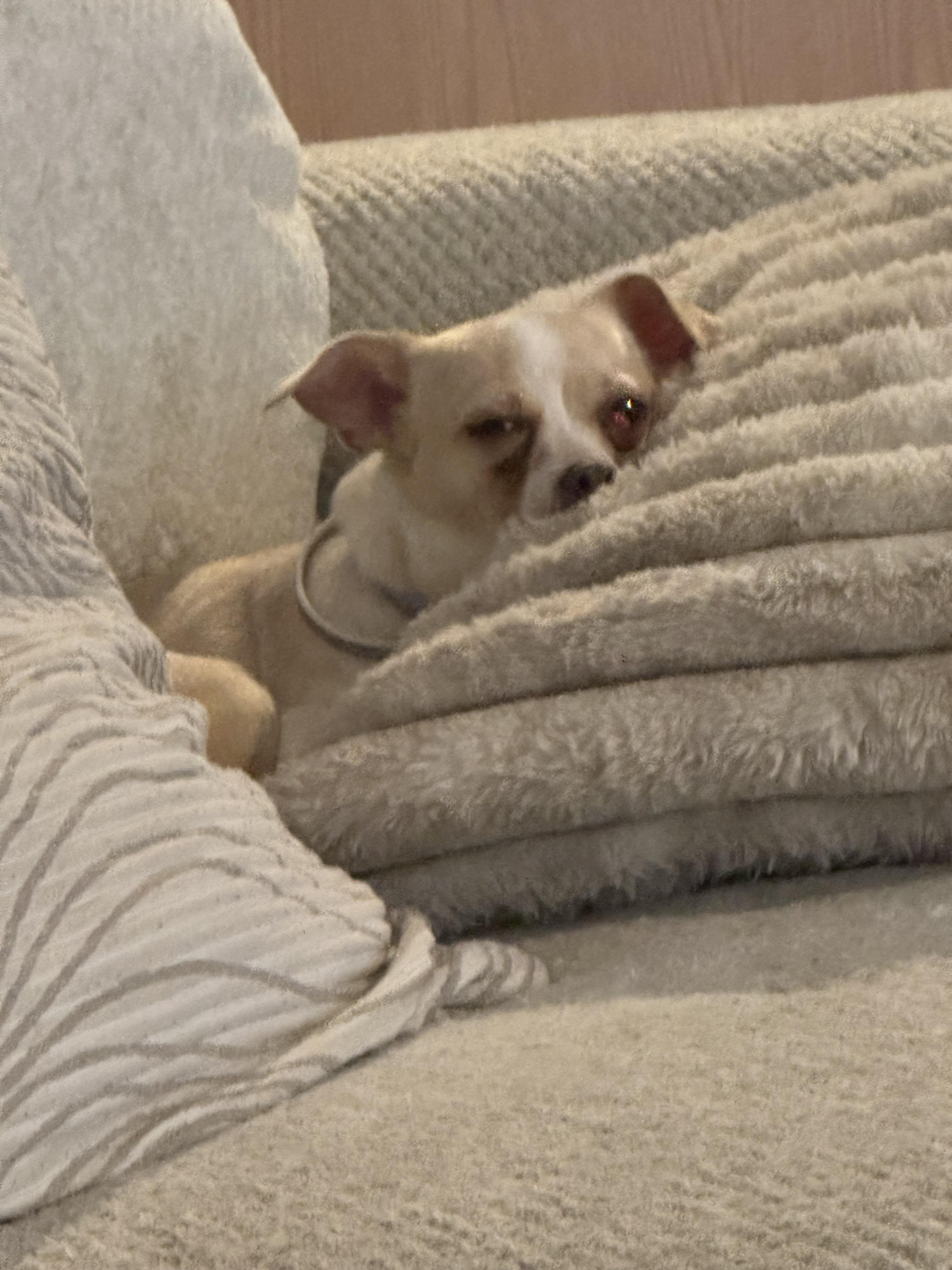 Cookie , ADOPTABLE, Young Female Pug & Chihuahua.