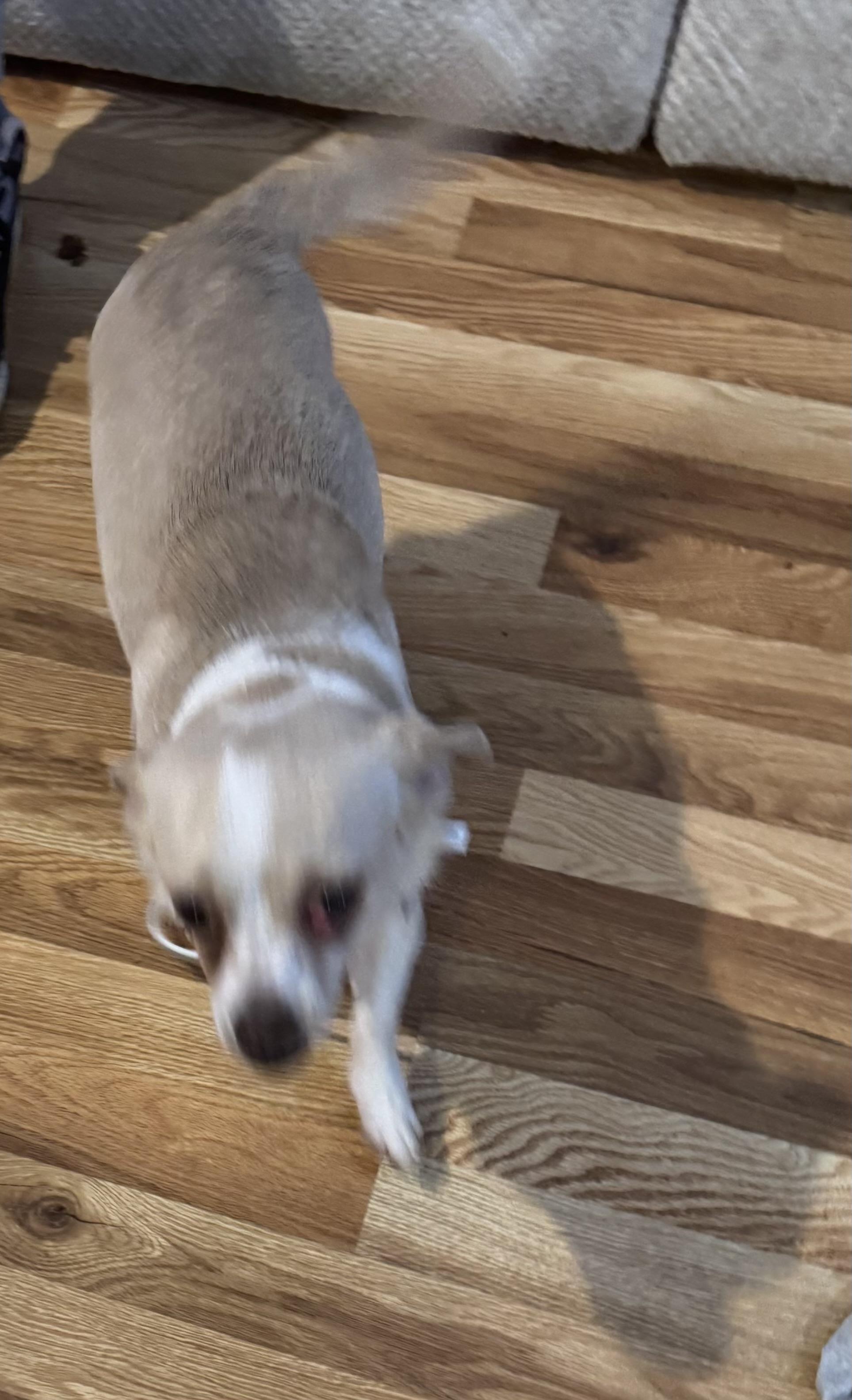 Enlarge Cookie , a ADOPTABLE mixed breed in White Lake, MI image 4/5