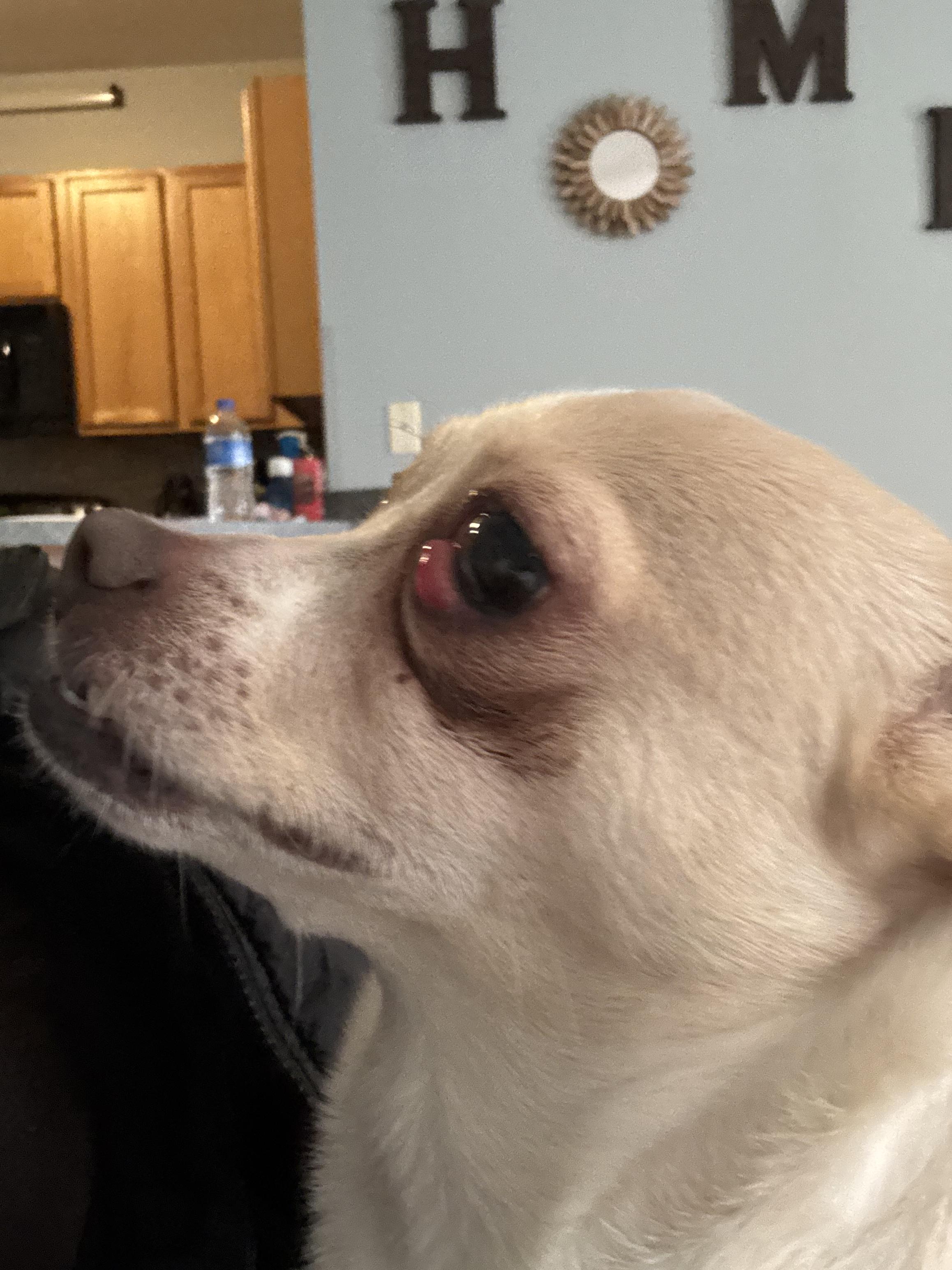 Enlarge Cookie , a ADOPTABLE mixed breed in White Lake, MI image 3/5