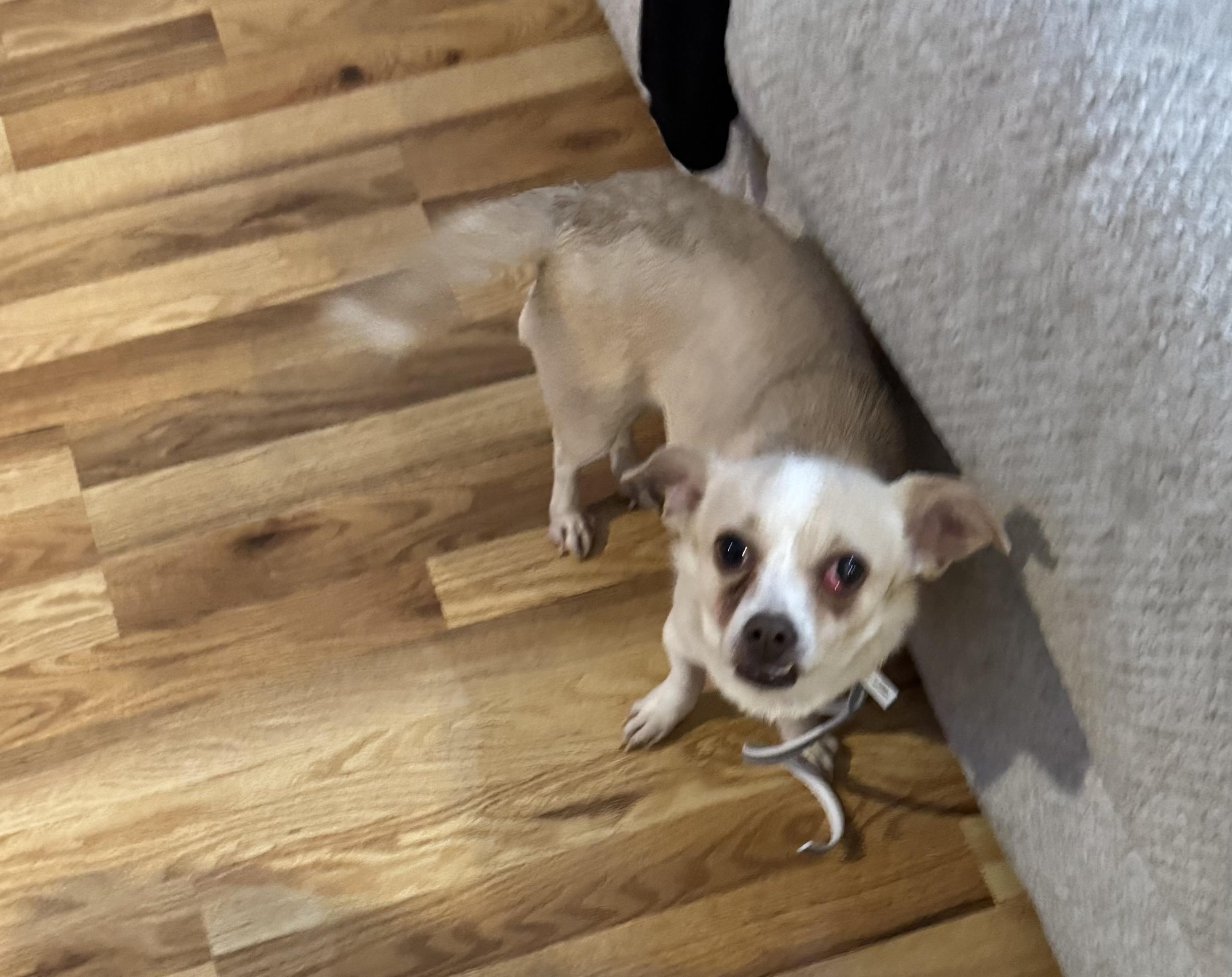 Enlarge Cookie , a ADOPTABLE mixed breed in White Lake, MI image 5/5